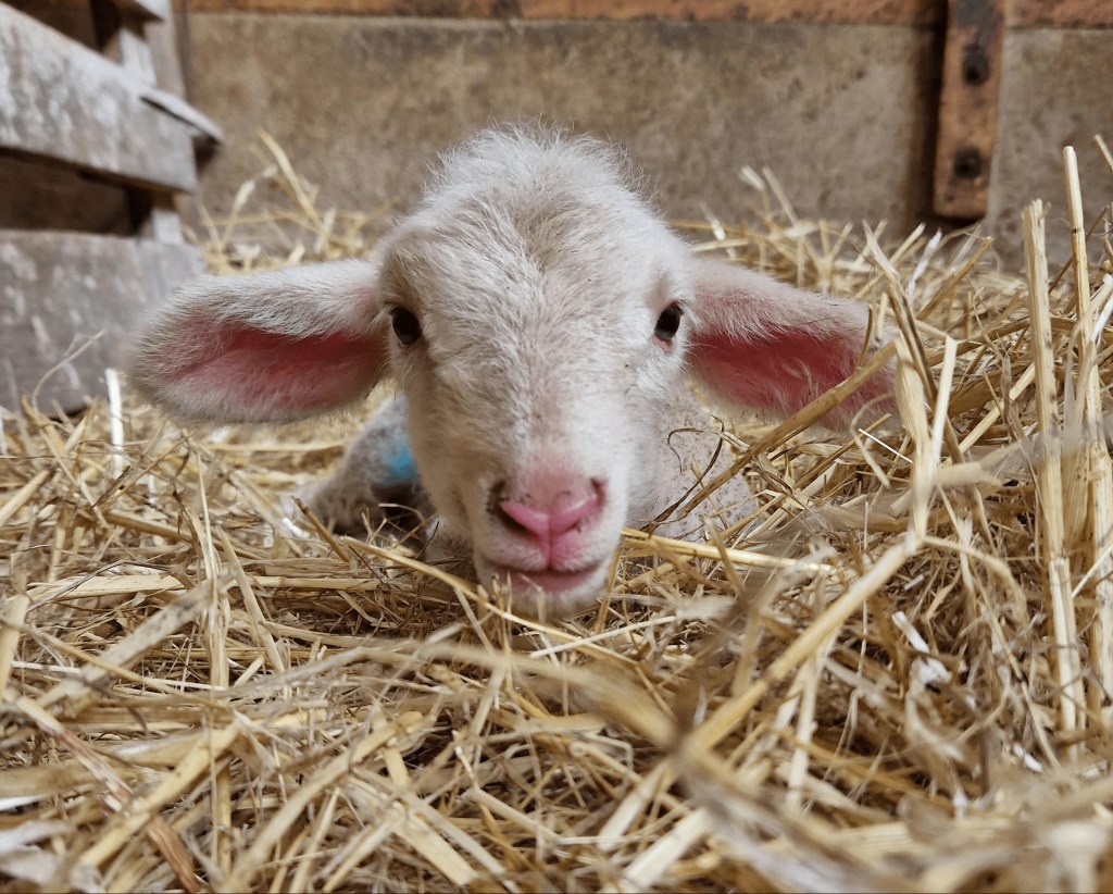 Les premiers agneaux sont nés