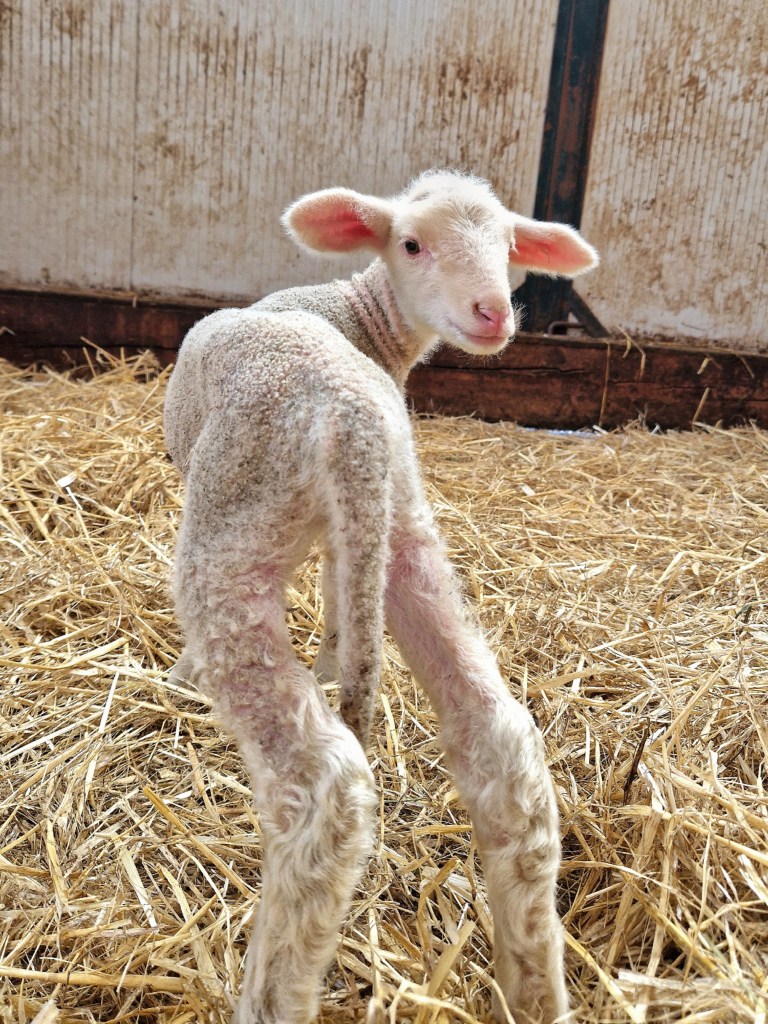 Agneau du GAEC Le Lévejac