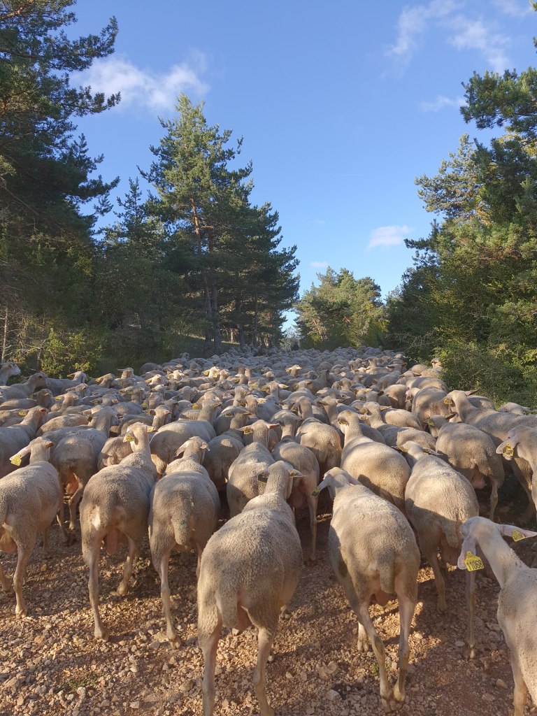 Troupeau de brebis GAEC Le Lévejac